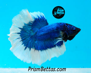 Blue Butterfly Halfmoon Male