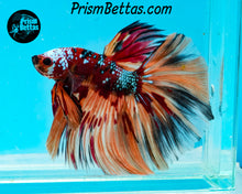 Load image into Gallery viewer, Candy Koi Halfmoon Male