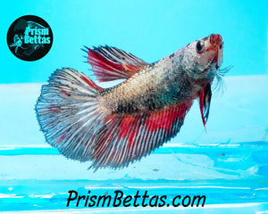 Copper MarbleHalfmoon Female Buy 4 Get 1 Free