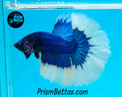 Blue Butterfly Halfmoon Male