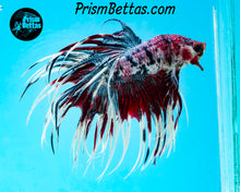 Load image into Gallery viewer, Marble Crowntail Male