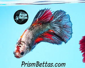 Copper MarbleHalfmoon Female Buy 4 Get 1 Free