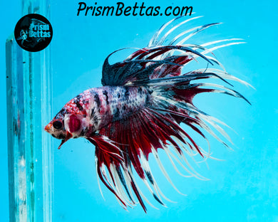 Marble Crowntail Male