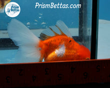 Load image into Gallery viewer, Shogun Oranda Male (3.25 inches) Imported in Thailand