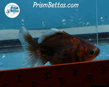 Load image into Gallery viewer, Chocolate Kirin Godzilla Shogun Oranda (3.25 inches) Imported in Thailand