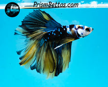 Load image into Gallery viewer, Galaxy Marble Halfmoon Male