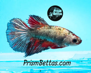 Copper MarbleHalfmoon Female Buy 4 Get 1 Free