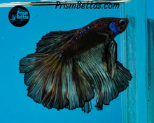 Load image into Gallery viewer, Yellow Blacklight Marble Rosetail Halfmoon Male