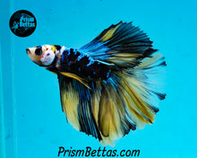 Load image into Gallery viewer, Galaxy Marble Halfmoon Male