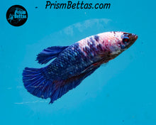 Load image into Gallery viewer, Marble Halfmoon Plakat Female