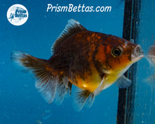 Load image into Gallery viewer, Chocolate Kirin Godzilla Shogun Oranda (3.25 inches) Imported in Thailand