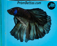 Load image into Gallery viewer, Yellow Blacklight Marble Rosetail Halfmoon Male