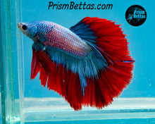 Load image into Gallery viewer, Grizzle Butterfly Rosetail Halfmoon Male