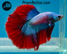 Load image into Gallery viewer, Grizzle Butterfly Rosetail Halfmoon Male