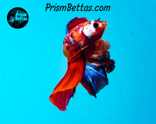 Load image into Gallery viewer, Candy Koi Halfmoon Male