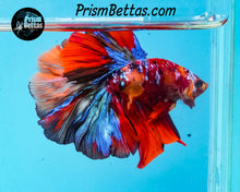 Load image into Gallery viewer, Candy Koi Halfmoon Male