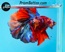 Load image into Gallery viewer, Candy Koi Halfmoon Male