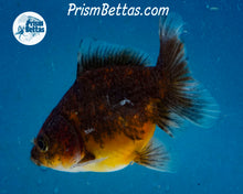 Load image into Gallery viewer, Chocolate Kirin Godzilla Shogun Oranda (3.25 inches) Imported in Thailand