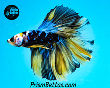 Load image into Gallery viewer, Galaxy Marble Halfmoon Male