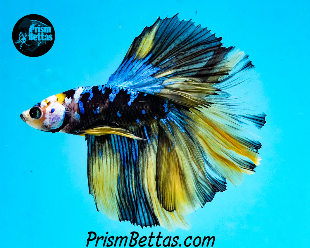 Galaxy Marble Halfmoon Male