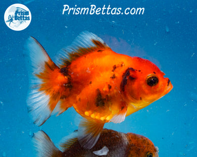 Calico Godzilla Shogun Oranda (3 inches) Imported in Thailand