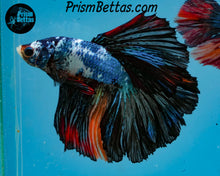 Load image into Gallery viewer, Marble Halfmoon  Male