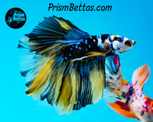 Load image into Gallery viewer, Galaxy Marble Halfmoon Male