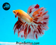 Load image into Gallery viewer, Dalmatian Halfmoon Male