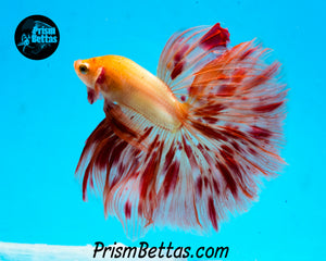 Dalmatian Halfmoon Male