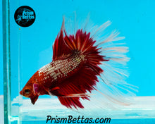 Load image into Gallery viewer, Hellboy Butterfly Halfmoon Male