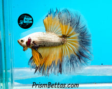 Load image into Gallery viewer, Gold Copper Butterlfy Halfmoon Male