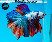 Load image into Gallery viewer, Rainbow Marble Halfmoon Male