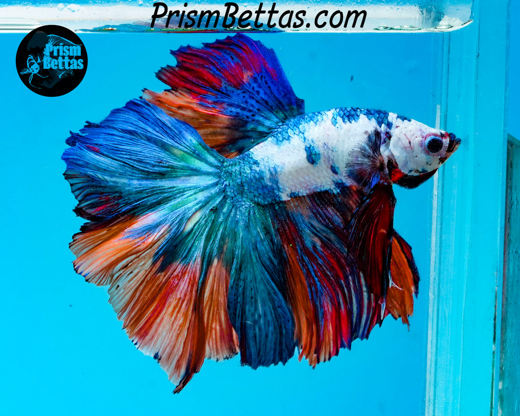 Rainbow Marble Halfmoon Male