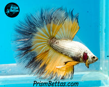 Load image into Gallery viewer, Gold Copper Butterlfy Halfmoon Male