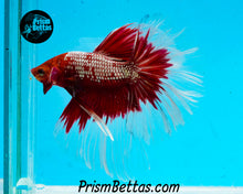 Load image into Gallery viewer, Hellboy Butterfly Halfmoon Male