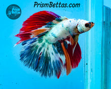 Load image into Gallery viewer, Rainbow Marble Doubletail Halfmoon Male