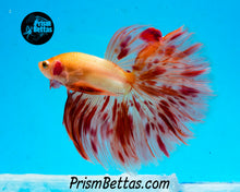 Load image into Gallery viewer, Dalmatian Halfmoon Male