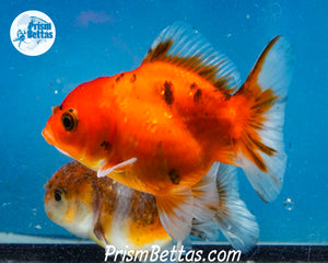 Calico Godzilla Shogun Oranda (3 inches) Imported in Thailand