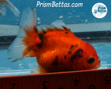 Load image into Gallery viewer, Calico Godzilla Shogun Oranda (3 inches) Imported in Thailand