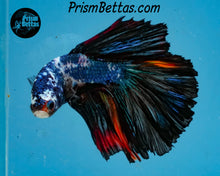 Load image into Gallery viewer, Marble Halfmoon  Male