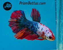 Load image into Gallery viewer, Marble Halfmoon Female