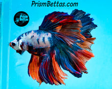 Load image into Gallery viewer, Rainbow Marble Halfmoon Male