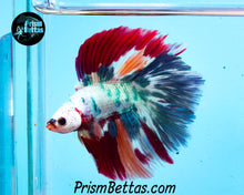 Load image into Gallery viewer, Rainbow Marble Doubletail Halfmoon Male