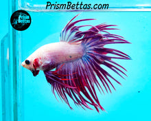 Load image into Gallery viewer, Purple Crowntail Male