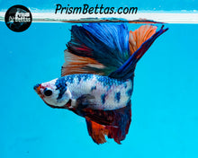 Load image into Gallery viewer, Rainbow Marble Halfmoon Male