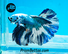 Load image into Gallery viewer, Turquoise Marble Halfmoon Male