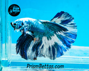 Turquoise Marble Halfmoon Male
