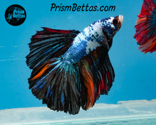 Load image into Gallery viewer, Marble Halfmoon  Male