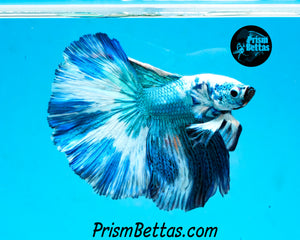 Turquoise Marble Halfmoon Male