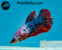 Load image into Gallery viewer, Marble Halfmoon Female
